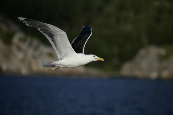 Wielki mewa siodłata, larus marinus — Zdjęcie stockowe