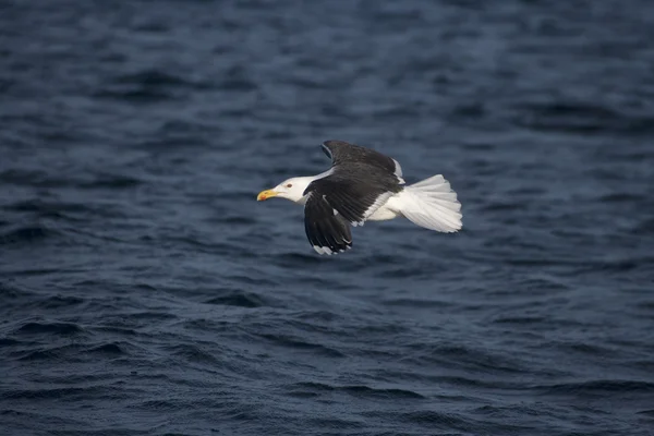 Larus marinus 素晴らしい黒バックアップ カモメ — ストック写真