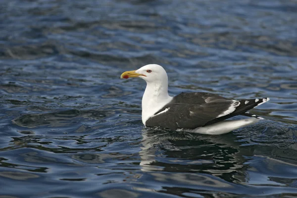 Grote mantelmeeuw, larus marinus — Stockfoto