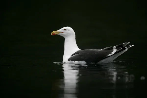 Grande gaivota preta, Larus marinus — Fotografia de Stock