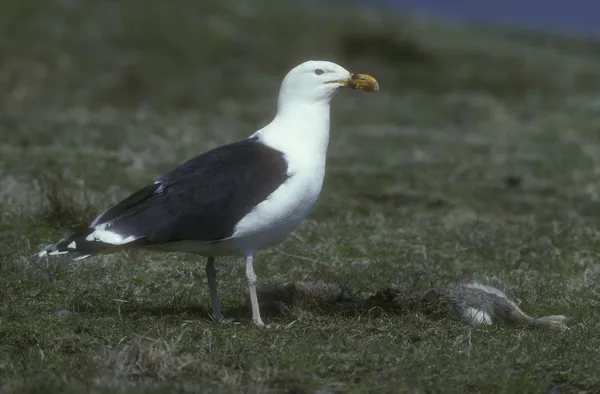 Grote mantelmeeuw, larus marinus — Stockfoto