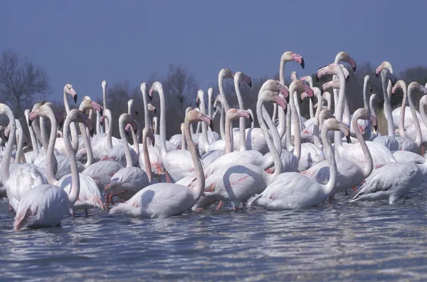 Greater flamingo, Phoenicopterus ruber — Stock Photo, Image