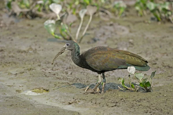 Зеленый ибис, Mesembrinibis cayennensis — стоковое фото