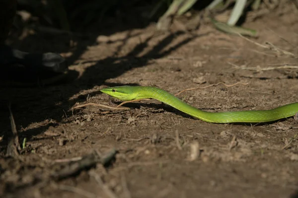 Green vine snake, Oxybelis fulgidus — Stock Photo, Image