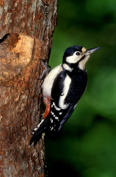 Büyük bir ağaçkakan, dendrocopos major — Stok fotoğraf