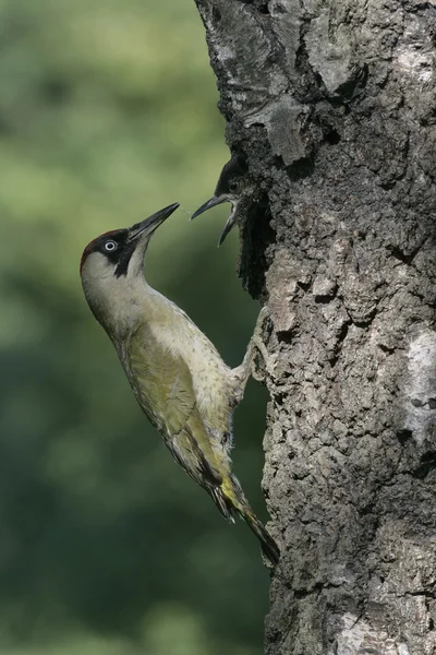 绿色啄木鸟，皮库贝 — 图库照片