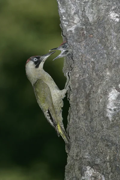 Green woodpecker, Picus viridis — Stock Photo, Image