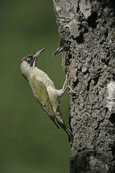 Groene specht, picus viridis — Stockfoto