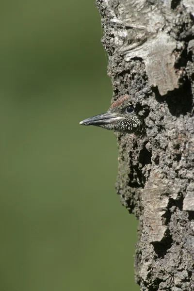 绿色啄木鸟，皮库贝 — 图库照片