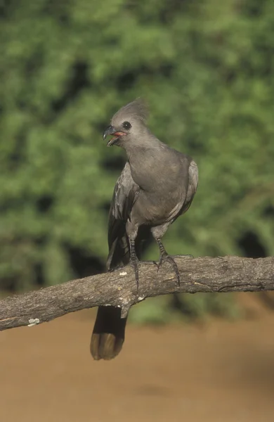 Graue Lourie, corythaixoides concolor — Stockfoto