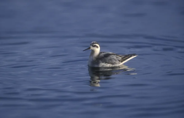 Šedá úzkozobý, phalaropus fulicarius — Stock fotografie