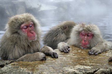 Snow monkey or Japanese macaque, Macaca fuscata clipart