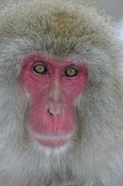 kar maymun ya da Japon makak macaca fuscata