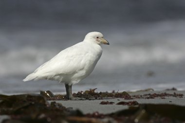 karlı sheatbill, chionis alba