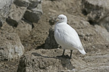 karlı sheatbill, chionis alba