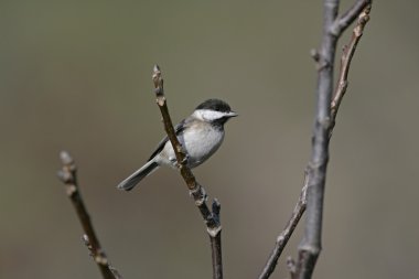 kasvetli baştankara, parus lugubris