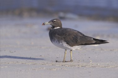 isli martı larus hemprichii