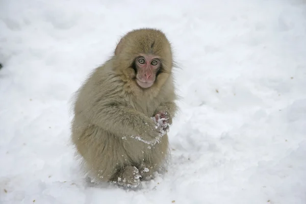 Snö apan eller japanska makak, macaca fuscata — Stockfoto