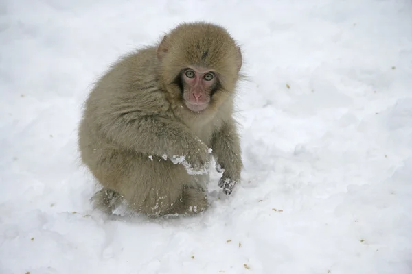 Kar maymun ya da Japon makak macaca fuscata — Stok fotoğraf