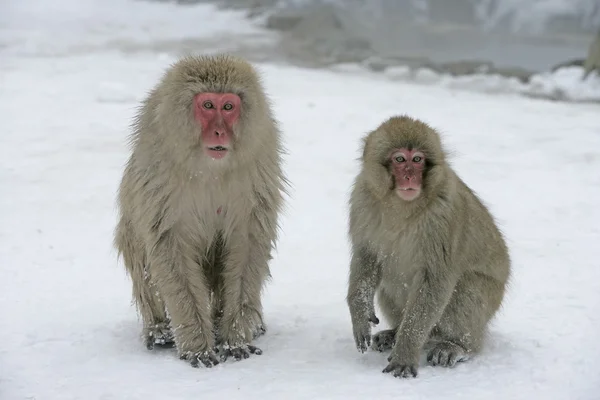 Macaco de neve ou macaco japonês, Macaca fuscata — Fotografia de Stock