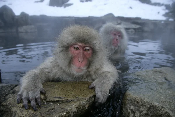 Snö apan eller japanska makak, macaca fuscata — Stockfoto