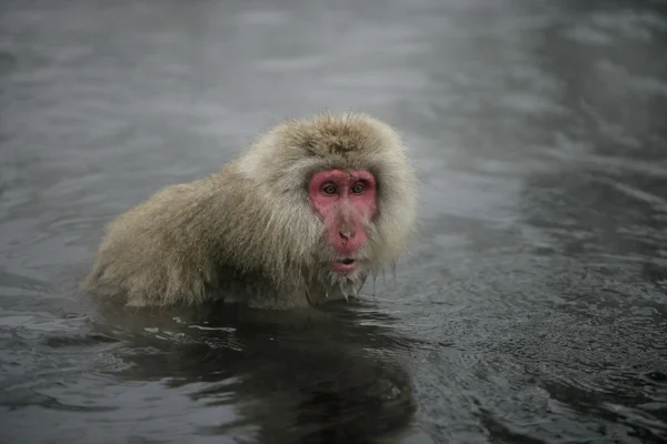 Królewna małpę lub japoński macaque, macaca fuscata — Zdjęcie stockowe