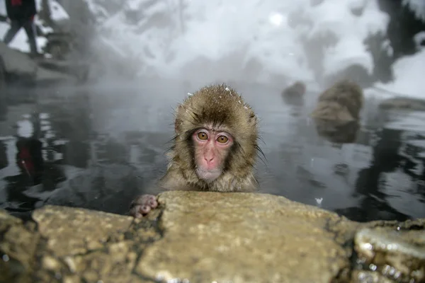 Scimmia delle nevi o macaco giapponese, Macaca fuscata — Foto Stock