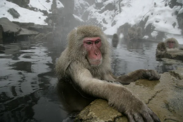 Macaco de neve ou macaco japonês, Macaca fuscata — Fotografia de Stock