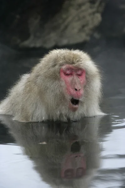 Mono de nieve o macaco japonés, Macaca fuscata — Foto de Stock