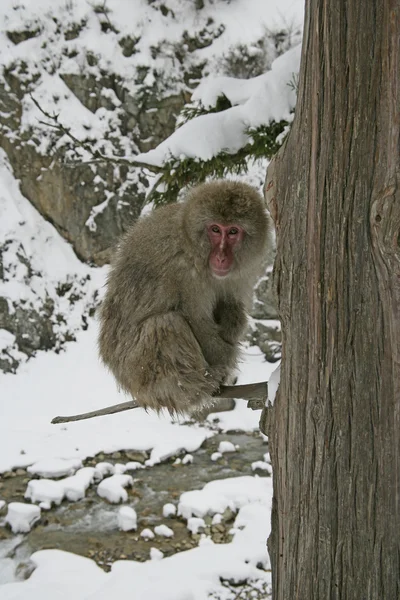 Χιόνι μαϊμού ή ιαπωνική macaque, macaca fuscata — Φωτογραφία Αρχείου