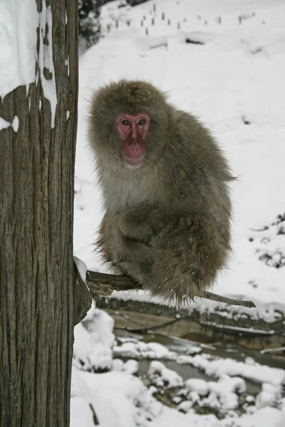 Macaco de neve ou macaco japonês, Macaca fuscata — Fotografia de Stock