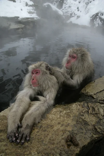 Macaco de neve ou macaco japonês, Macaca fuscata — Fotografia de Stock