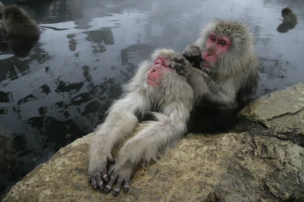 Scimmia delle nevi o macaco giapponese, Macaca fuscata — Foto Stock
