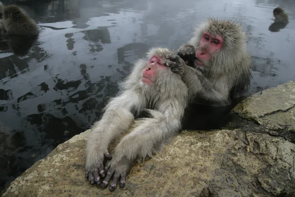 Snö apan eller japanska makak, macaca fuscata — Stockfoto