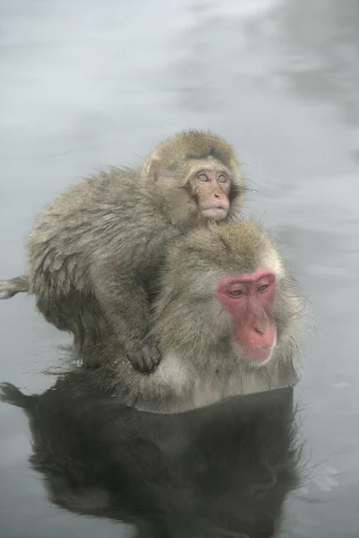 Scimmia delle nevi o macaco giapponese, Macaca fuscata — Foto Stock