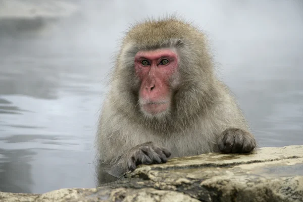 Mono de nieve o macaco japonés, Macaca fuscata — Foto de Stock