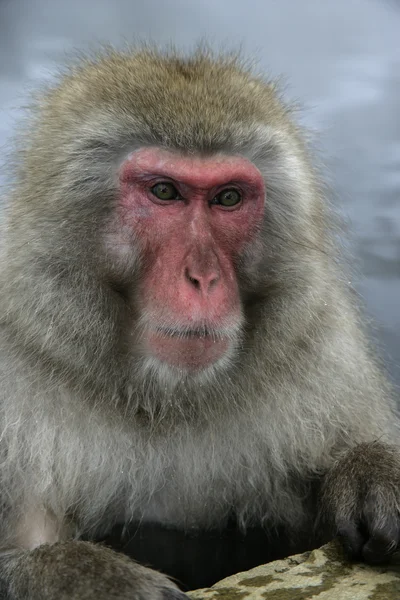 Mono de nieve o macaco japonés, Macaca fuscata — Foto de Stock