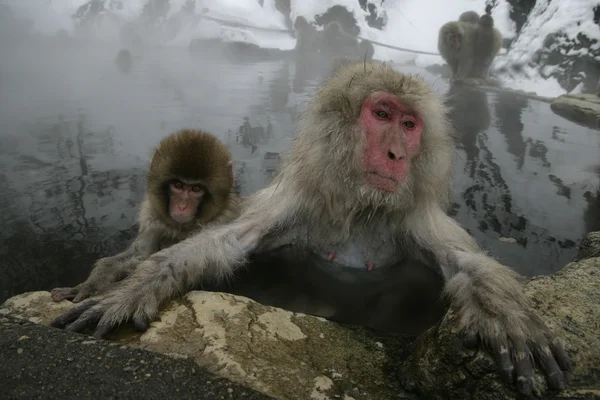 Singe des neiges ou macaque japonais, Macaca fuscata — Photo