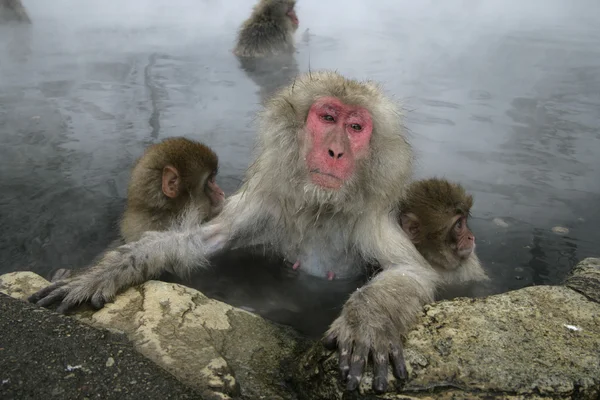 Mono de nieve o macaco japonés, Macaca fuscata — Foto de Stock