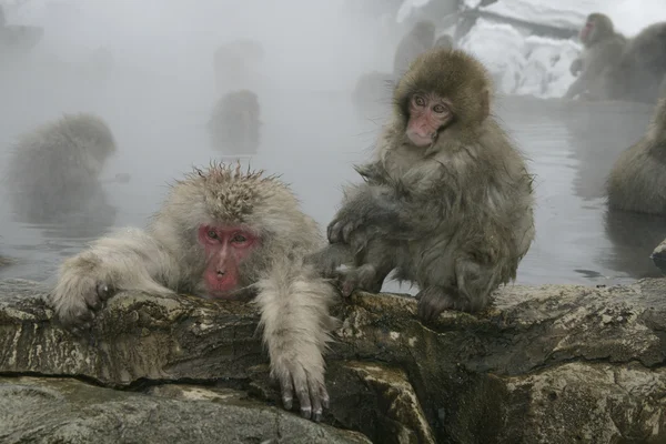 Mono de nieve o macaco japonés, Macaca fuscata —  Fotos de Stock