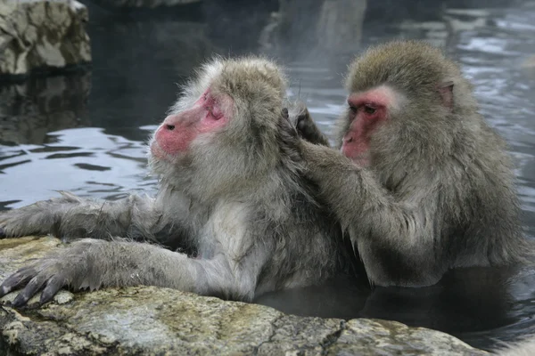 Scimmia delle nevi o macaco giapponese, Macaca fuscata — Foto Stock