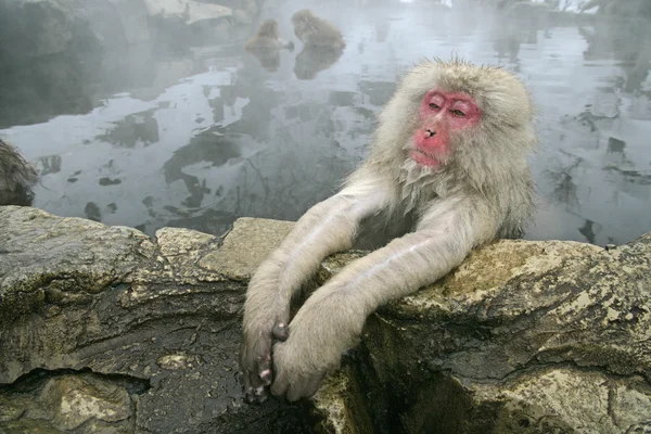 Snow monkey or Japanese macaque, Macaca fuscata — Stock Photo, Image