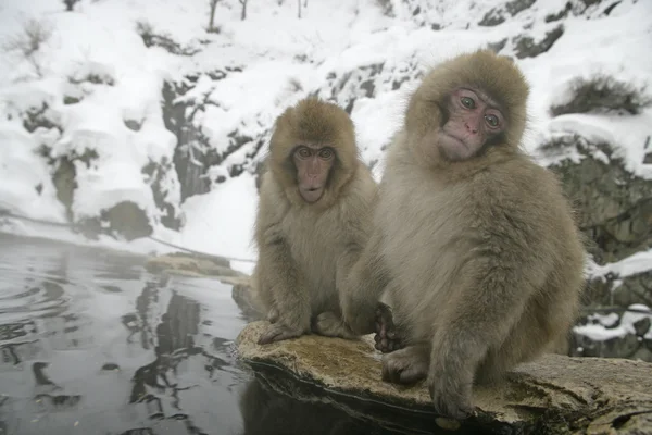Mono de nieve o macaco japonés, Macaca fuscata — Foto de Stock