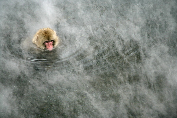 Snow monkey or Japanese macaque, Macaca fuscata