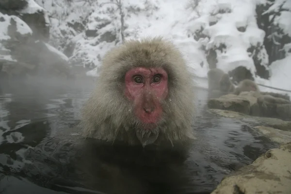 Snow monkey or Japanese macaque, Macaca fuscata — Stock Photo, Image
