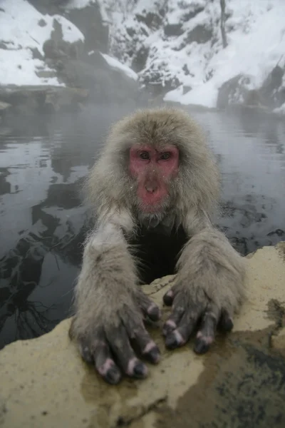 Sneeuw aap of Japanse makaak, macaca fuscata — Stockfoto