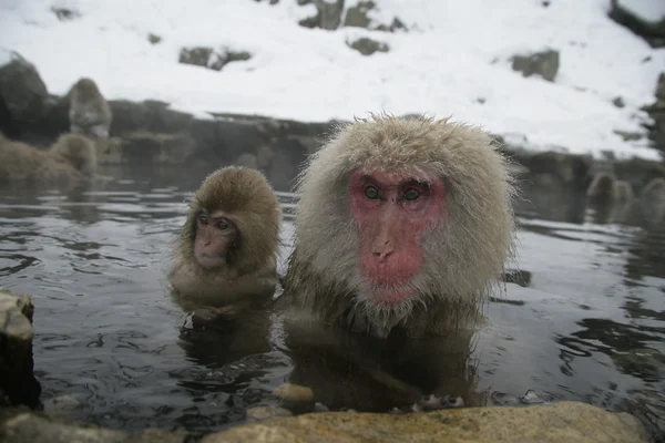 Mono de nieve o macaco japonés, Macaca fuscata —  Fotos de Stock