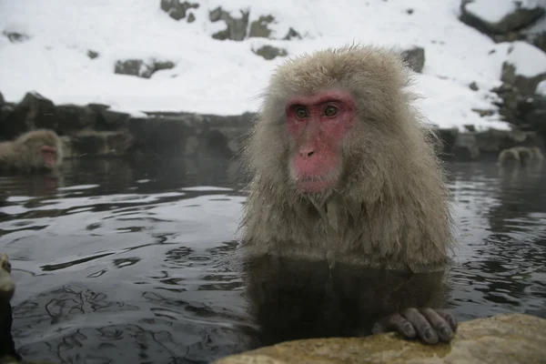 Mono de nieve o macaco japonés, Macaca fuscata —  Fotos de Stock