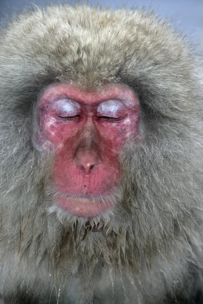 Mono de nieve o macaco japonés, Macaca fuscata — Foto de Stock