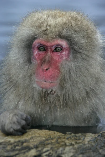 Hó majom vagy Japán makákó, macaca nyert fuscata — Stock Fotó